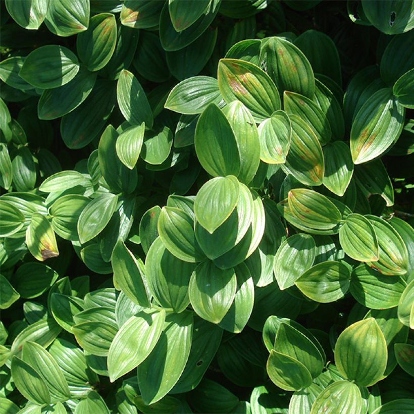 Polygonatum humile - Salomonszegel (Blad)