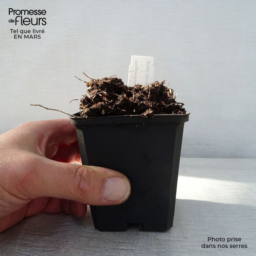 Exemplaar van Polygonatum humile - Salomonszegel Kweekpotje van 8/9 cm zoals geleverd in de lente