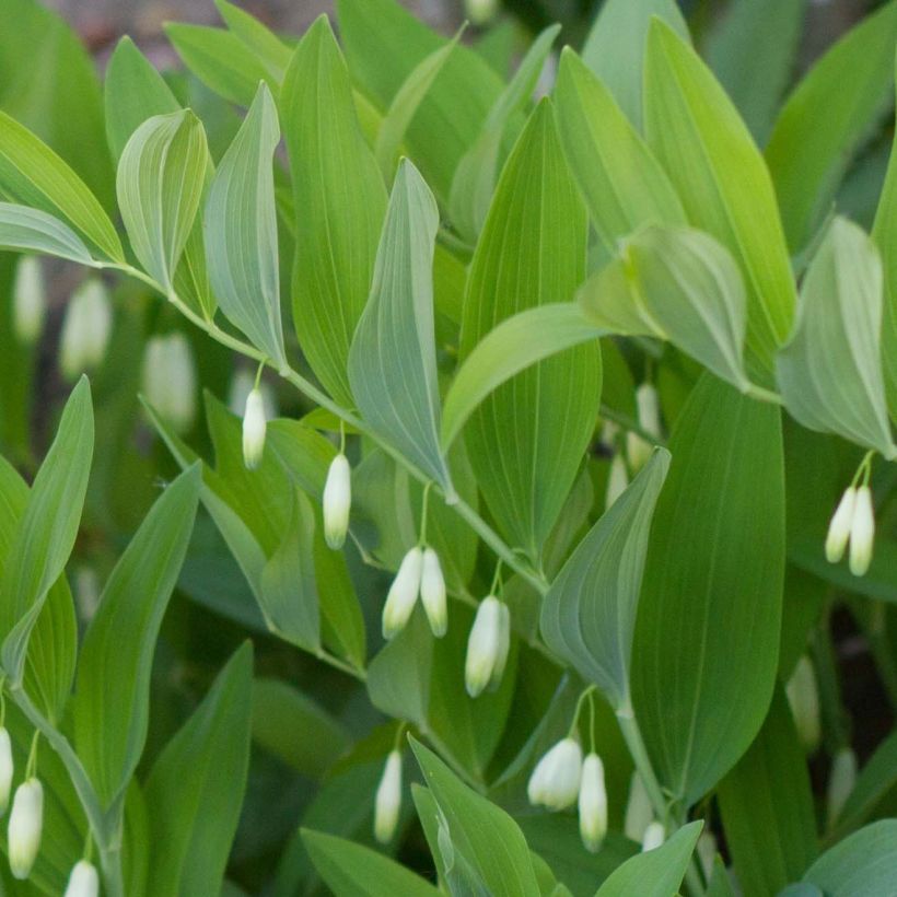 Polygonatum odoratum - Welriekende salomonszegel (Blad)