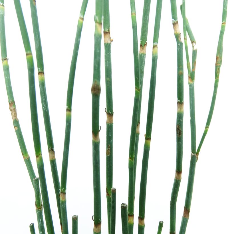 Polygonum scoparium - Duizendknoop (Blad)