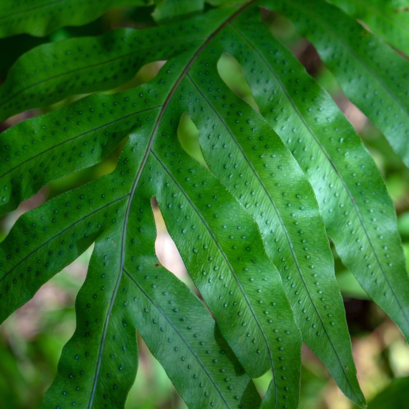 Phlebodium pseudoaureum - Blauwvaren (Blad)