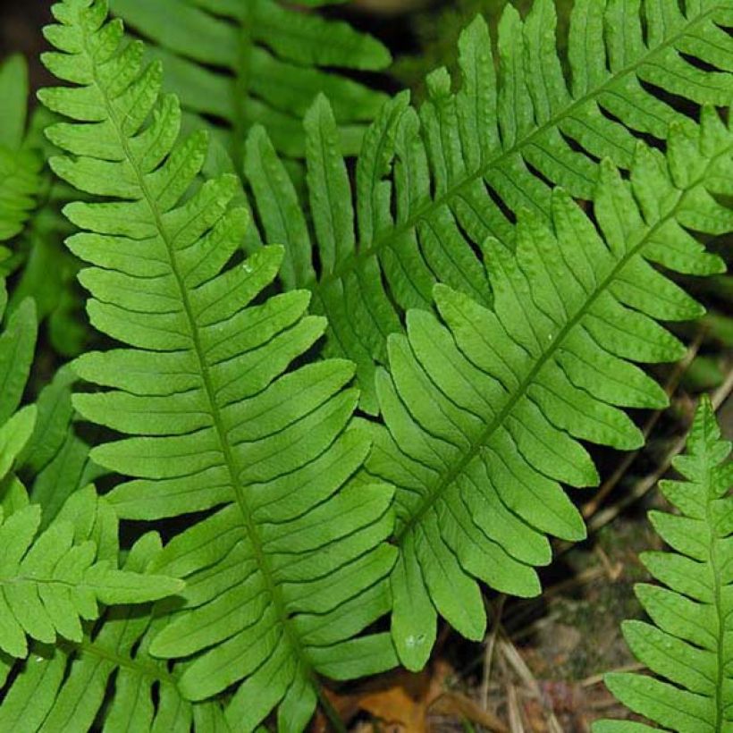 Polypodium vulgare - Gewone eikvaren (Blad)