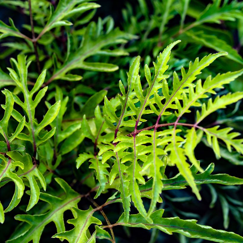 Polyscias filicifolia - Aralia (Blad)