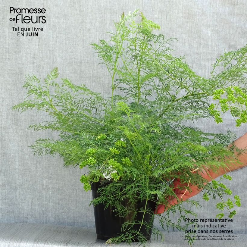 Exemplaar van Polyscias sambucifolia - Aralia Pot van 4 l/5 l zoals geleverd in de zomer
