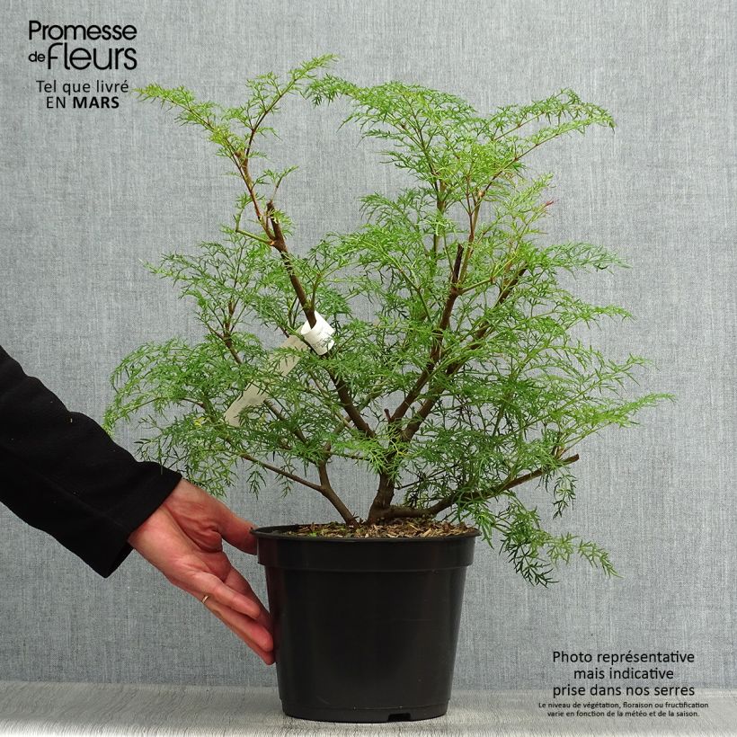 Exemplaar van Polyscias sambucifolia - Aralia Pot van 4 l/5 l zoals geleverd in de lente