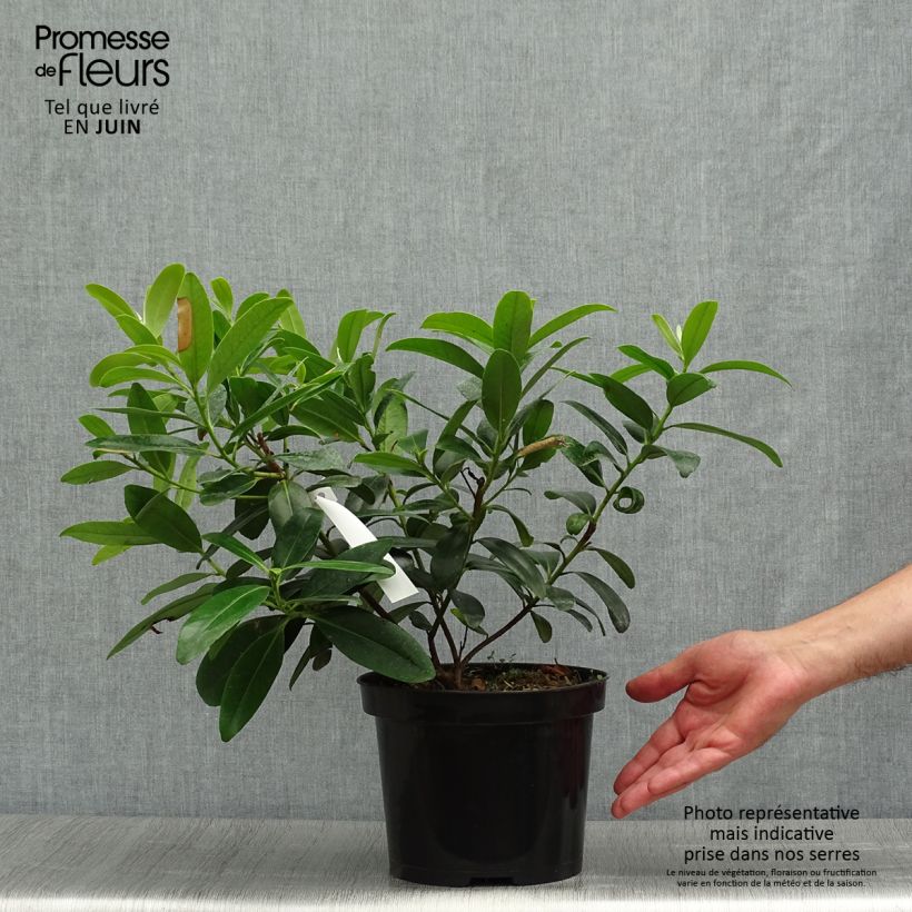 Exemplaar van Polyspora axillaris - Polyspora Pot van 3 l/4 l zoals geleverd in de zomer