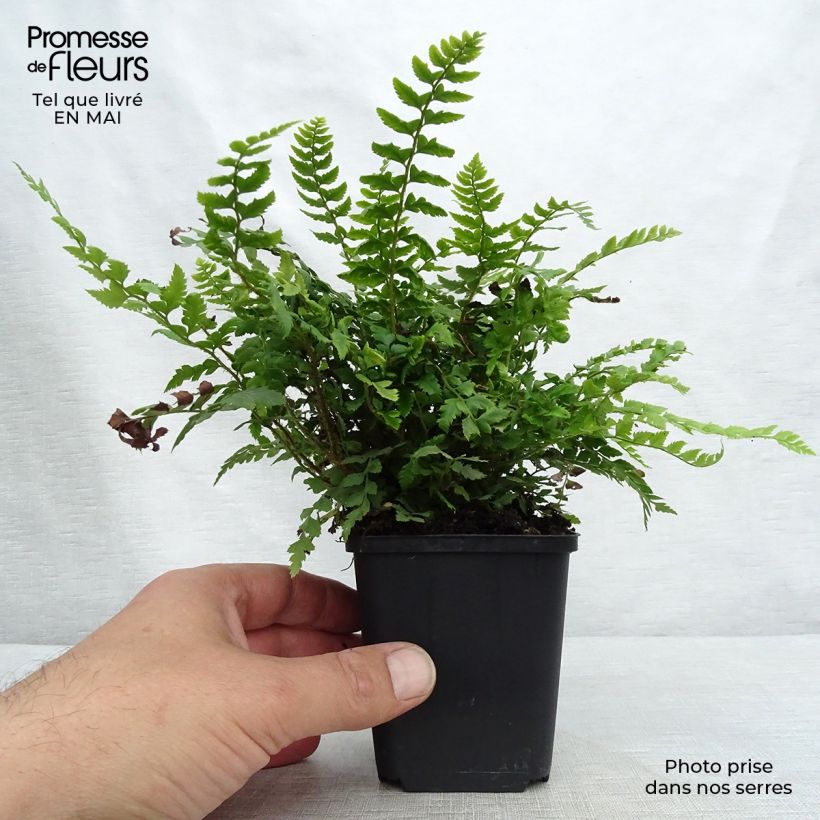 Example of Polystichum aculeatum - Stijve naaldvaren Kweekpotje van 8/9 cm as you get in printemps