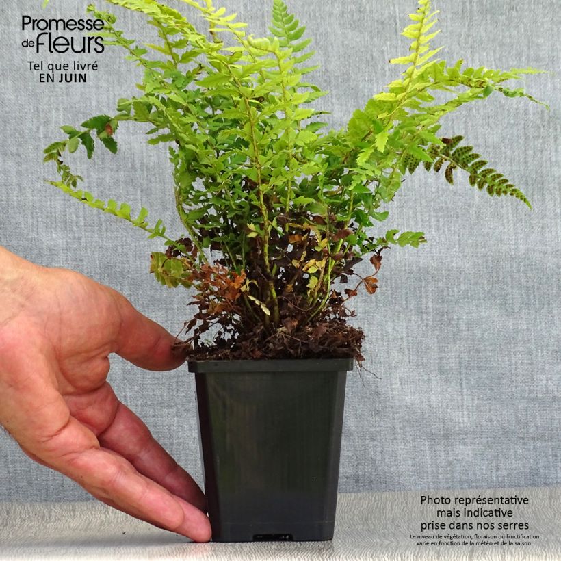 Exemplaar van Polystichum aculeatum - Stijve naaldvaren Kweekpotje van 8/9 cm zoals geleverd in de zomer