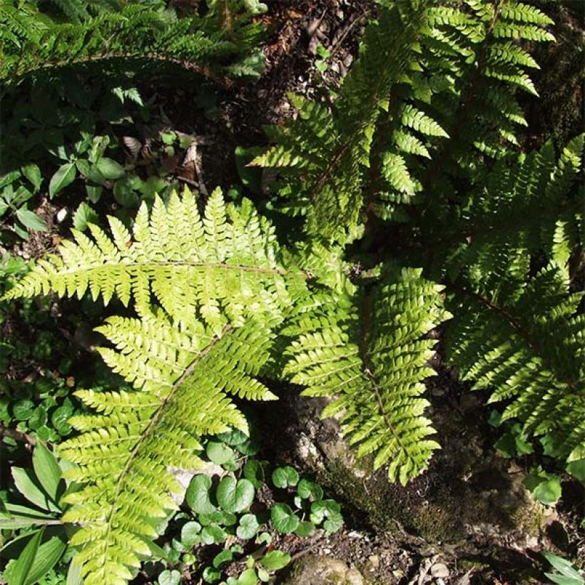 Polystichum braunii - Brauns schildvaren (Blad)