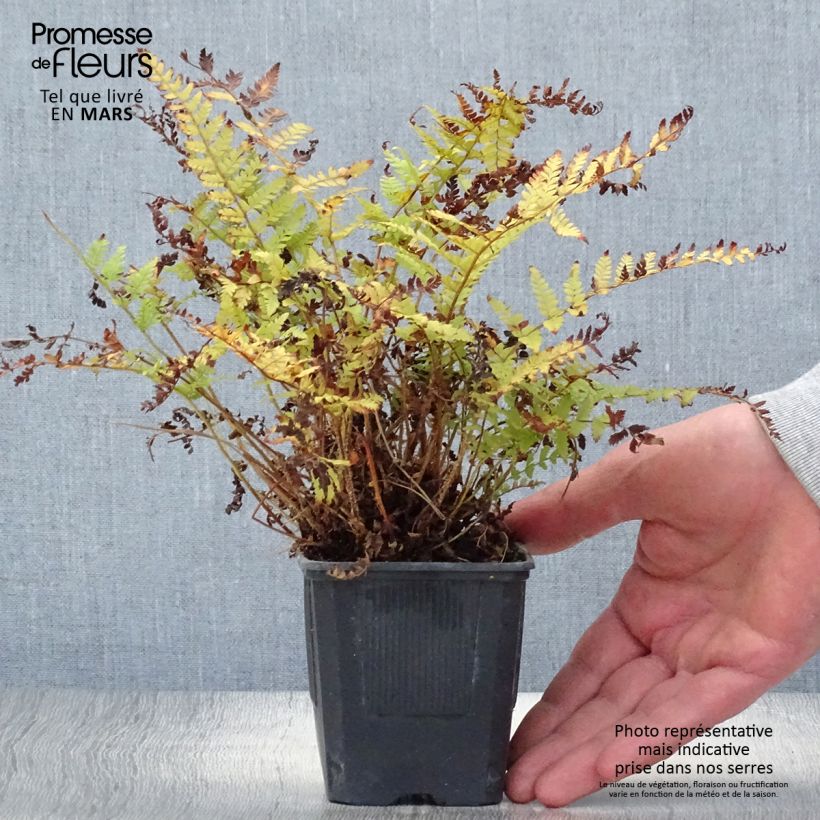 Exemplaar van Polystichum braunii - Brauns schildvaren Kweekpotje van 8/9 cm zoals geleverd in de lente