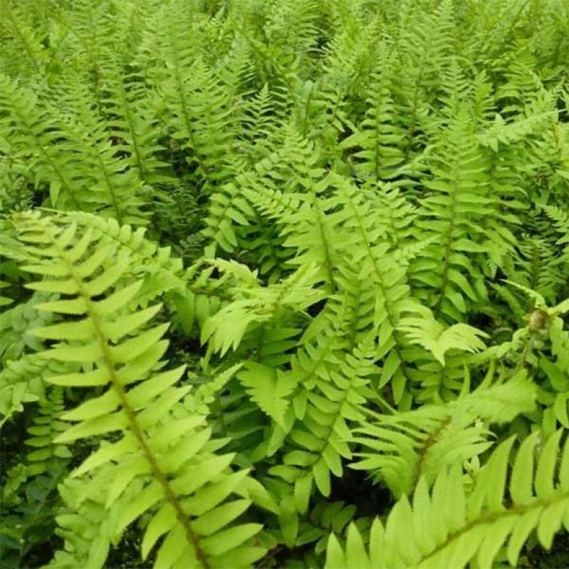 Polystichum munitum - Zwaardvaren (Blad)