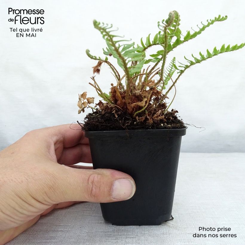 Exemplaar van Polystichum munitum - Zwaardvaren Kweekpotje van 8/9 cm zoals geleverd in de lente