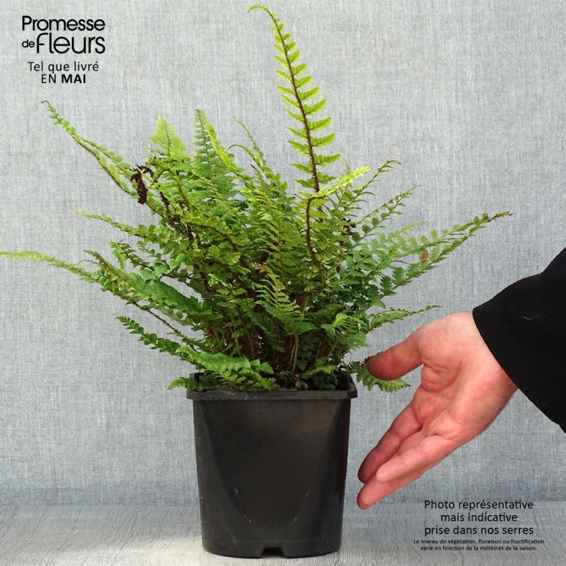 Exemplaar van Polystichum neolobatum - Aziatische sabelvaren Pot van 2 l/3 l zoals geleverd in de lente
