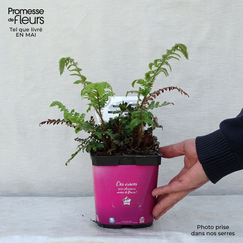 Exemplaar van Polystichum polyblepharum - Glansschildvaren Pot van 2 l/3 l zoals geleverd in de lente