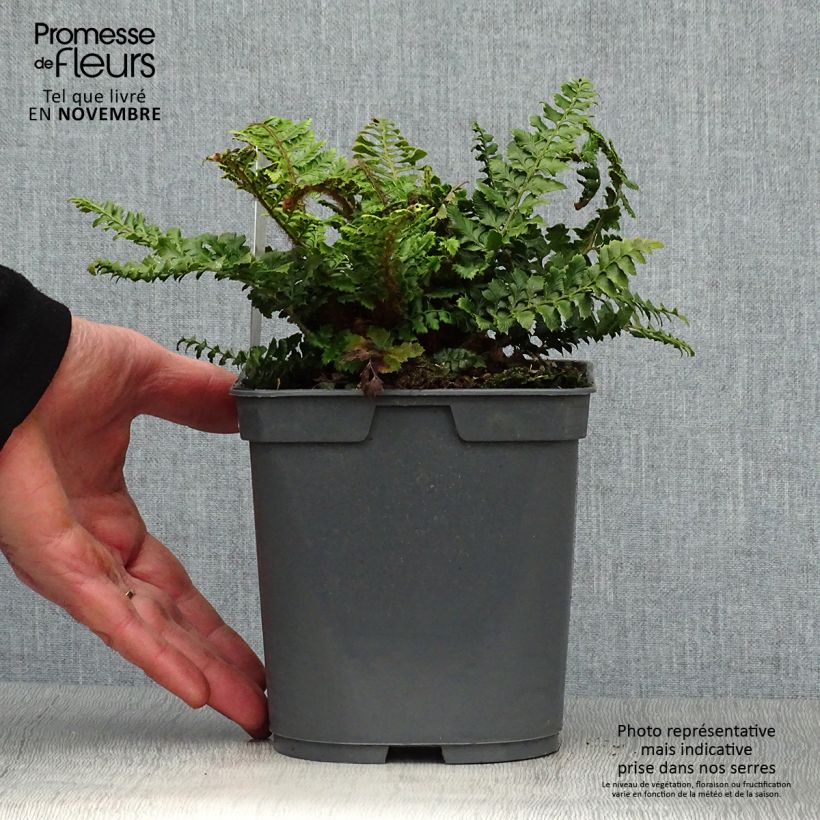 Exemplaar van Polystichum polyblepharum - Glansschildvaren Pot van 2 l/3 l zoals geleverd in de herfst