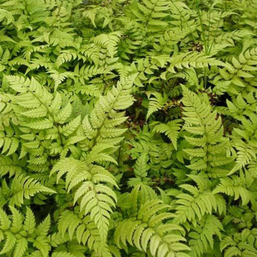 Polystichum rigens - Schildvaren (Blad)