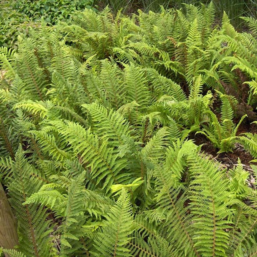 Polystichum setiferum - Zachte naaldvaren (Blad)
