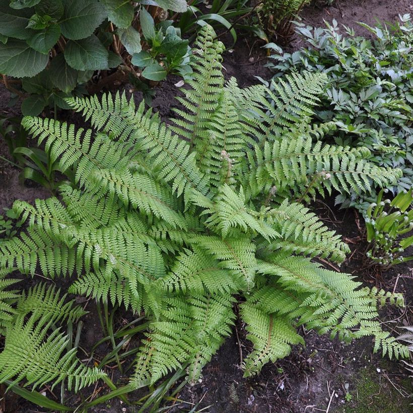 Polystichum setiferum Herrenhausen - Zachte naaldvaren (Groeiplaats)