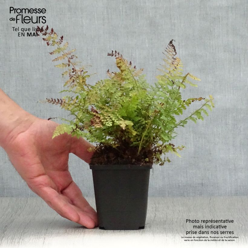 Exemplaar van Polystichum setiferum Herrenhausen - Zachte naaldvaren Kweekpotje van 8/9 cm zoals geleverd in de lente