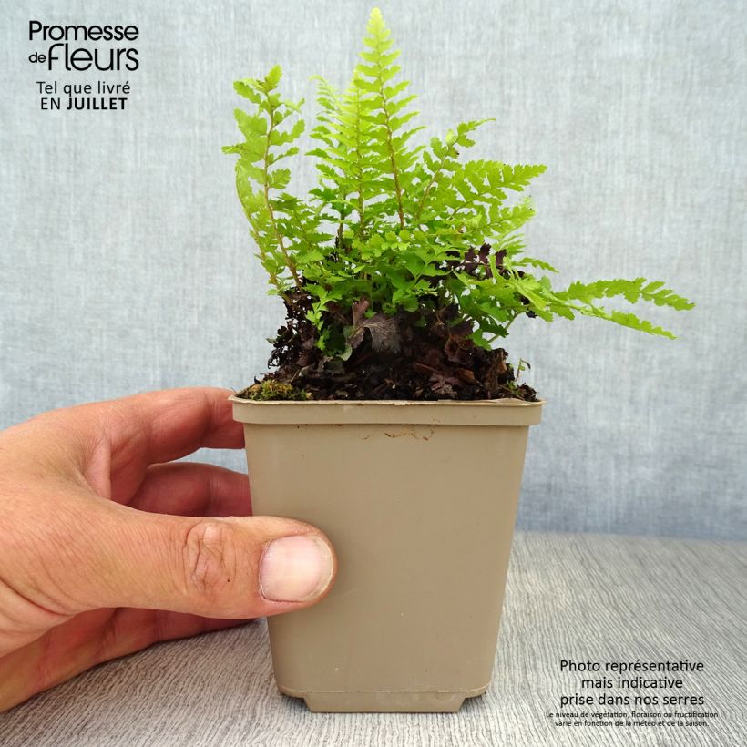 Exemplaar van Polystichum setiferum Dahlem - Zachte naaldvaren Kweekpotje van 8/9 cm zoals geleverd in de zomer