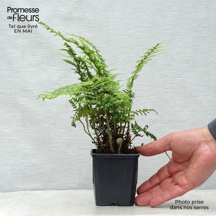 Exemplaar van Polystichum setiferum - Zachte naaldvaren Kweekpotje van 8/9 cm zoals geleverd in de lente