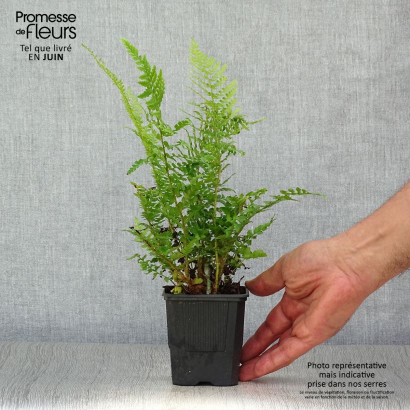 Exemplaar van Polystichum setiferum - Zachte naaldvaren Kweekpotje van 8/9 cm zoals geleverd in de zomer