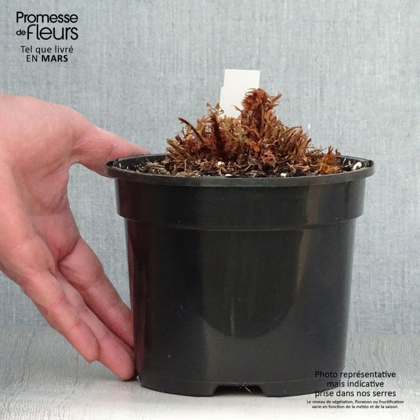 Exemplaar van Polystichum setiferum Plumosum Bevis - Zachte naaldvaren Pot van 2 l/3 l zoals geleverd in de lente