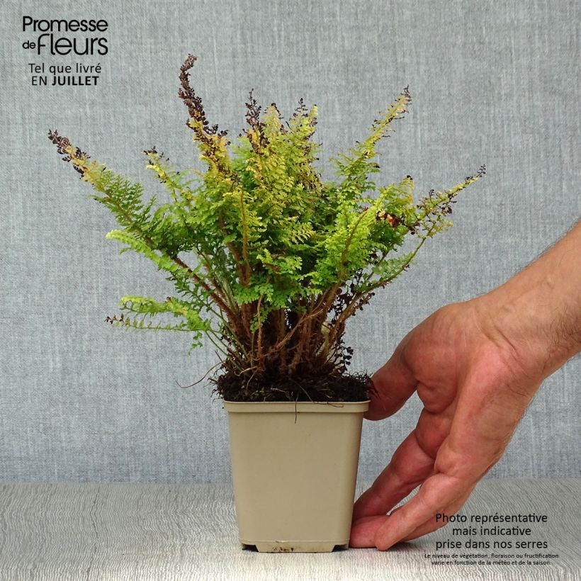 Exemplaar van Polystichum setiferum Plumosum Densum - Zachte naaldvaren Kweekpotje van 8/9 cm zoals geleverd in de zomer