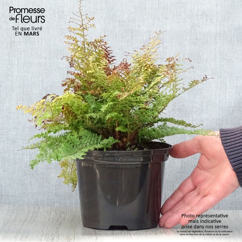 Exemplaar van Polystichum setiferum Plumosum Densum - Zachte naaldvaren Pot van 2 l/3 l zoals geleverd in de lente