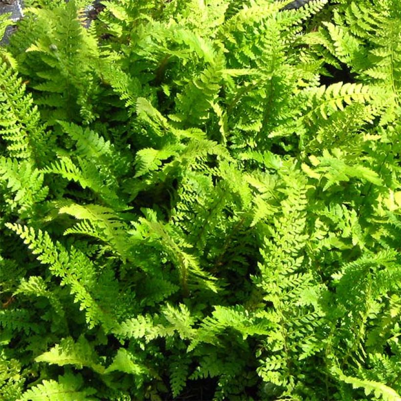 Polystichum setiferum Proliferum - Zachte naaldvaren (Blad)