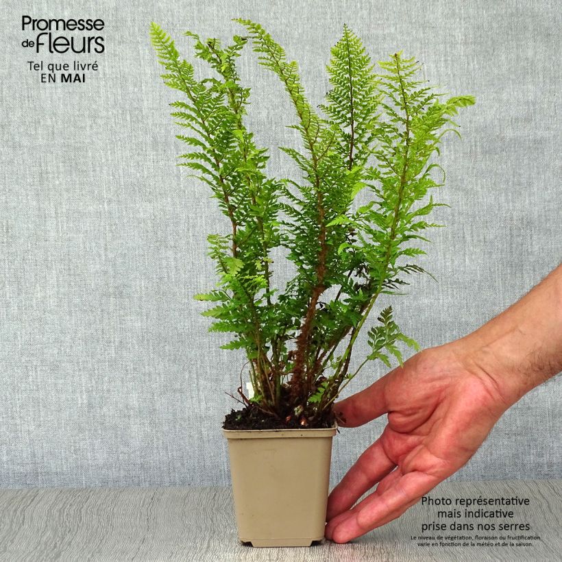 Exemplaar van Polystichum setiferum Proliferum - Zachte naaldvaren Kweekpotje van 8/9 cm zoals geleverd in de lente