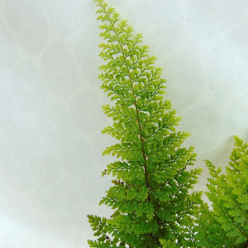 Polystichum setiferum Plumosum Densum - Zachte naaldvaren (Blad)