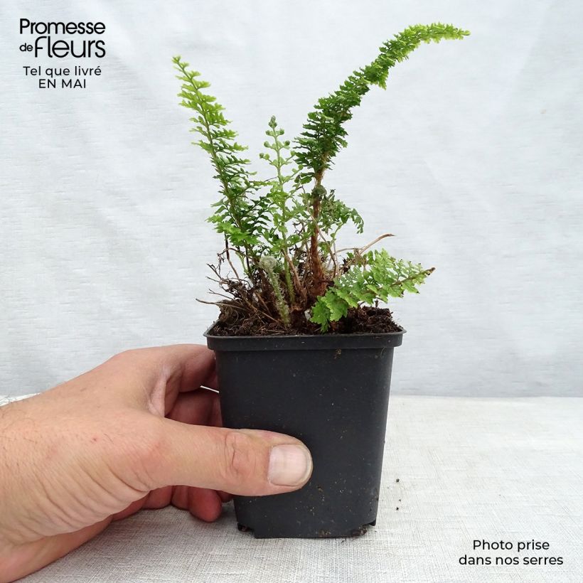 Example of Polystichum tsus-simense - Smalle naaldvaren Kweekpotje van 8/9 cm as you get in printemps