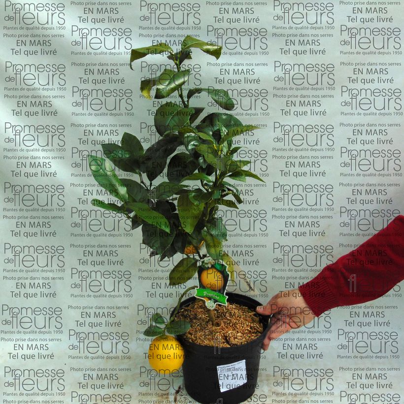 Voorbeeld van een exemplaar van Grapefruit Star Ruby Pot van 4 l/5 l zoals geleverd