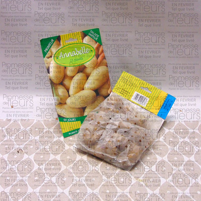 Voorbeeld van een exemplaar van Aardappel Annabelle Zak met 25 plantjes kaliber 28/32 mm zoals geleverd