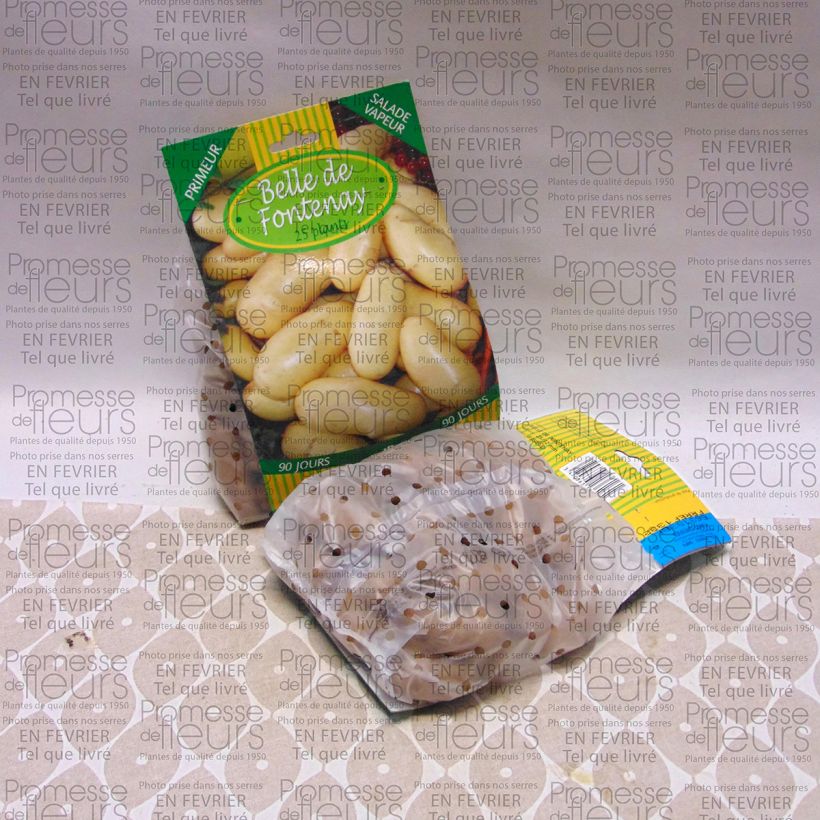 Voorbeeld van een exemplaar van Aardappel Mooie van Fontenay Zak met 25 plantjes kaliber 25/32 mm zoals geleverd