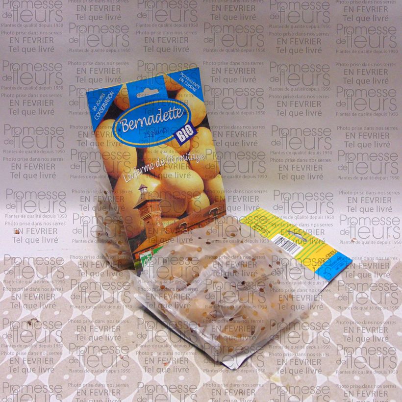 Voorbeeld van een exemplaar van Aardappel Bernadette BIO Zak met 25 plantjes kaliber 28/45 mm zoals geleverd