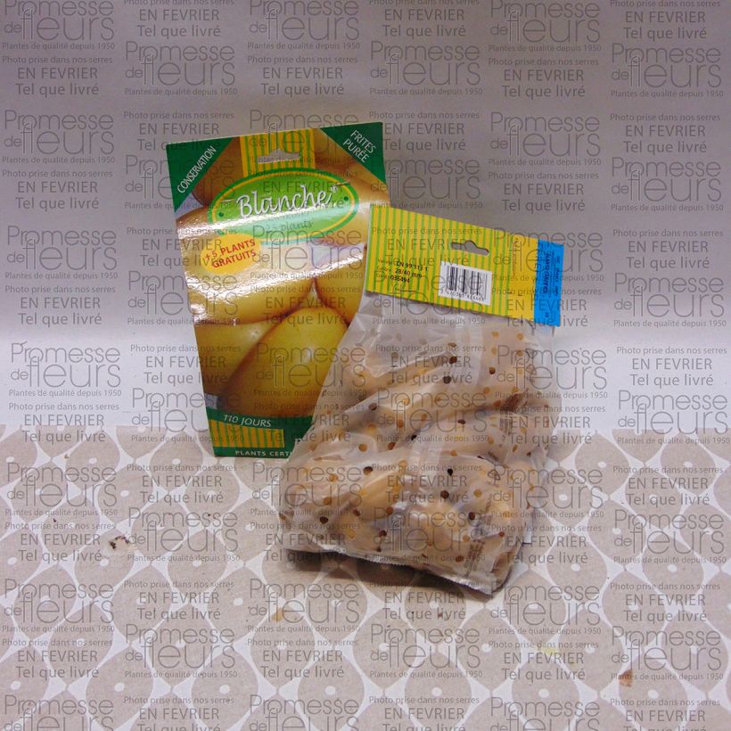 Voorbeeld van een exemplaar van Aardappel Blanche Zak met 25 plantjes kaliber 28/40 mm zoals geleverd