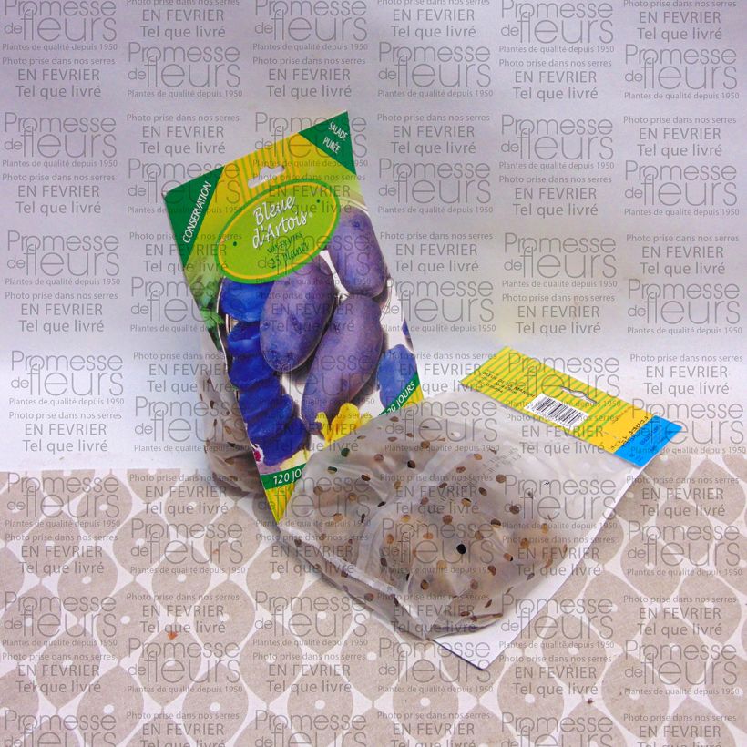 Example of Aardappel Bleue d'Artois Zak met 25 plantjes kaliber 28/45 mm as you get