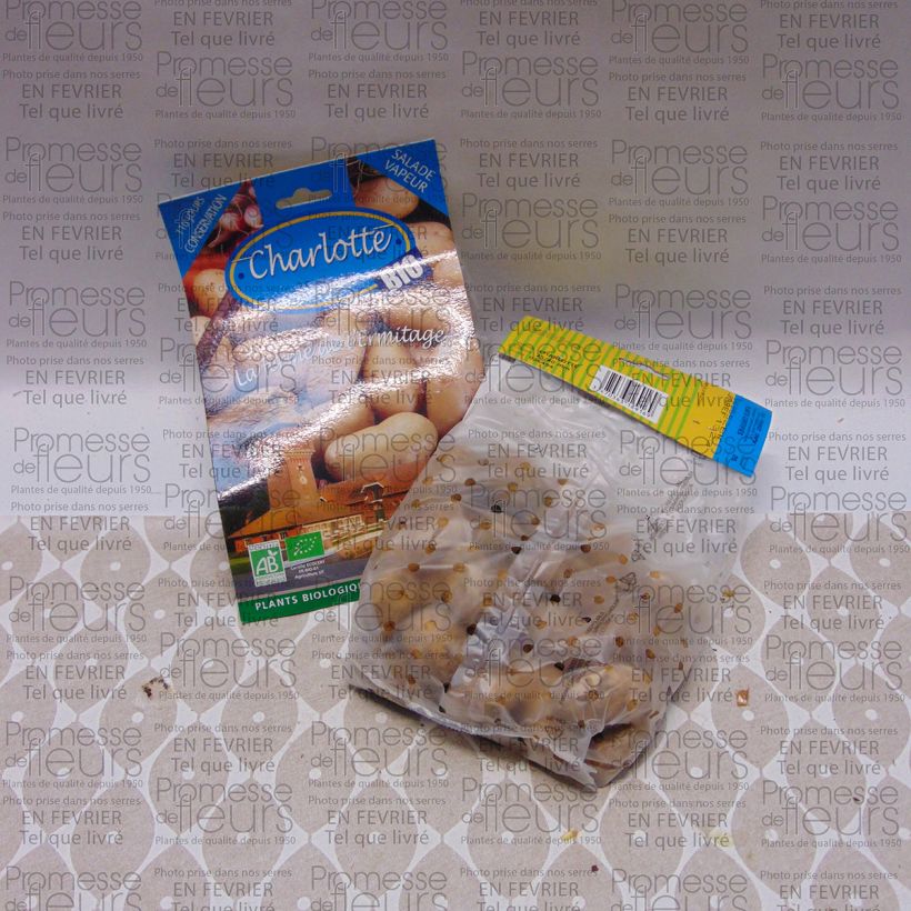 Example of Aardappel Charlotte BIO Zak met 25 plantjes kaliber 25/40 mm as you get