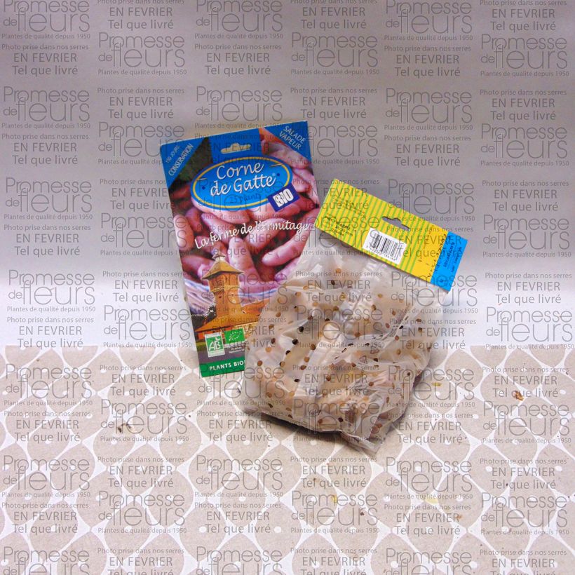 Voorbeeld van een exemplaar van Aardappel Corne de Gatte BIO Zak met 25 plantjes kaliber 25/35 mm zoals geleverd