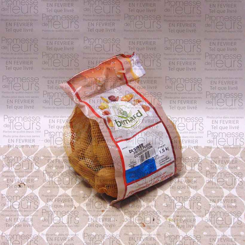 Voorbeeld van een exemplaar van Aardappel Desiree Stuk kaliber 28/35 mm zoals geleverd