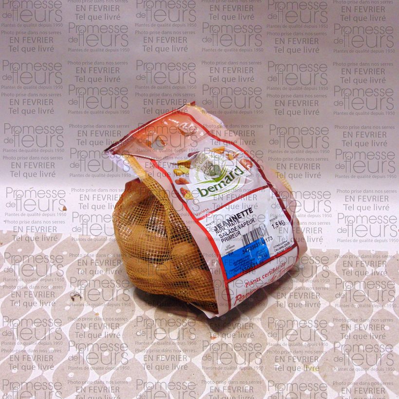 Voorbeeld van een exemplaar van Aardappel Jeannette Stuk kaliber 25/35 mm zoals geleverd