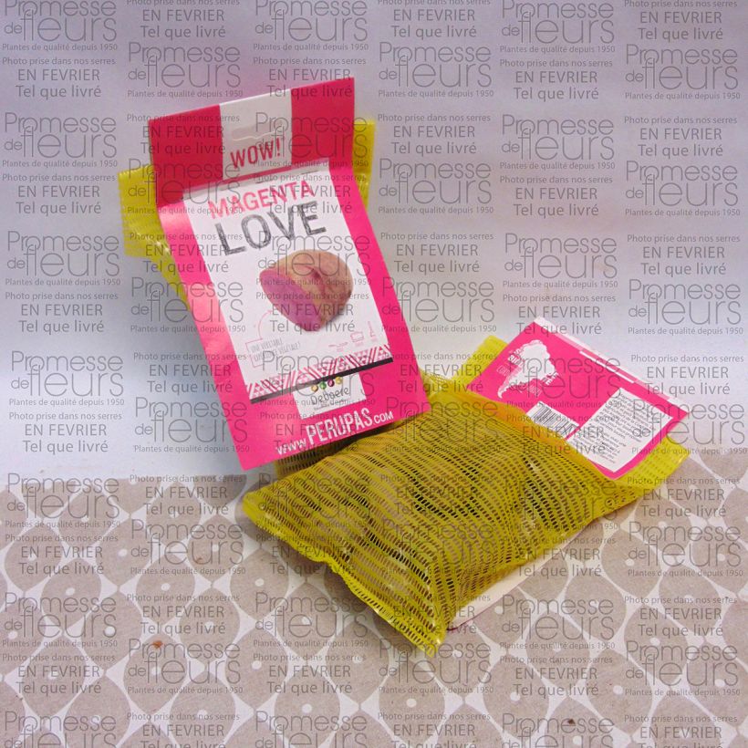 Voorbeeld van een exemplaar van Aardappel Magenta Love Zak met 25 plantjes kaliber 28/32 mm zoals geleverd