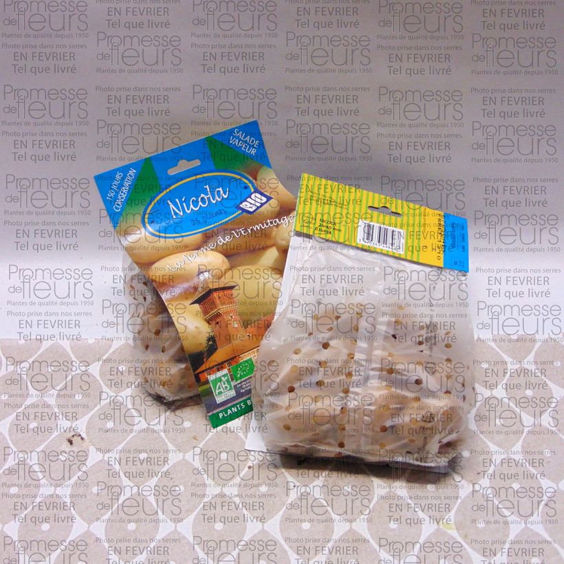 Voorbeeld van een exemplaar van Aardappel Nicola BIO Zak met 25 plantjes kaliber 25/40 mm zoals geleverd