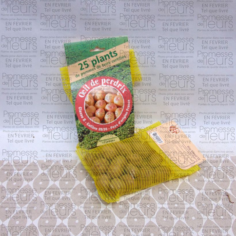 Voorbeeld van een exemplaar van Aardappel King Edward Zak met 25 plantjes kaliber 28/35 mm zoals geleverd