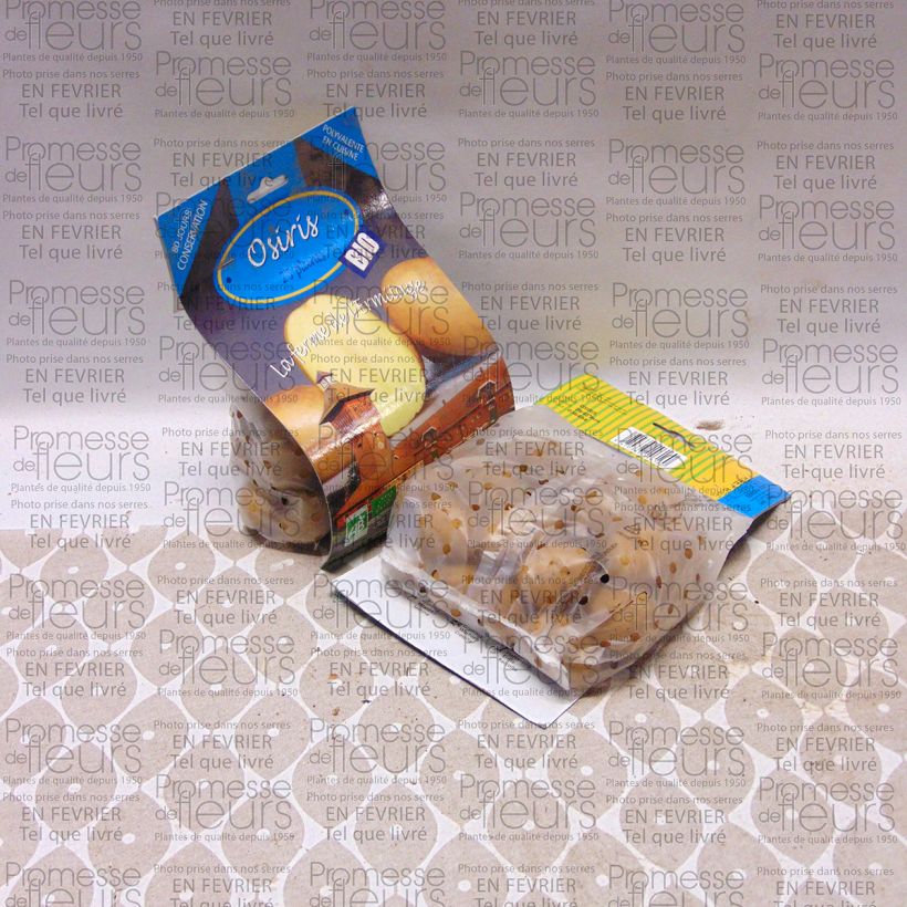 Voorbeeld van een exemplaar van Aardappel Osiris BIO Zak met 25 plantjes kaliber 28/45 mm zoals geleverd