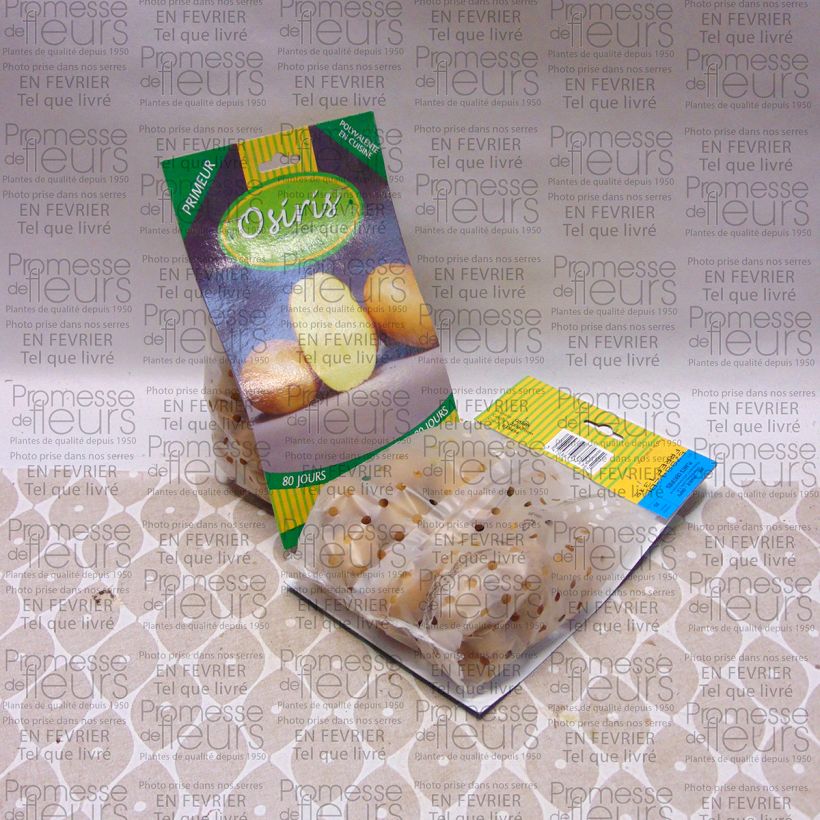 Voorbeeld van een exemplaar van Aardappel Osiris Zak met 25 plantjes kaliber 28/40 mm zoals geleverd