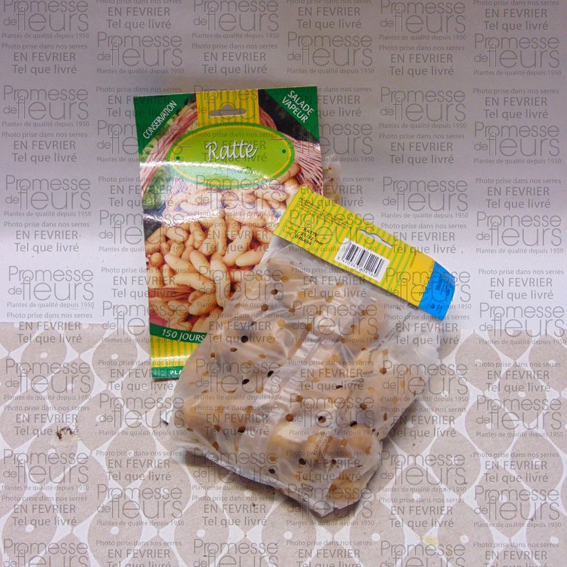 Voorbeeld van een exemplaar van Aardappel Ratte Zak met 25 plantjes kaliber 25/32 mm zoals geleverd