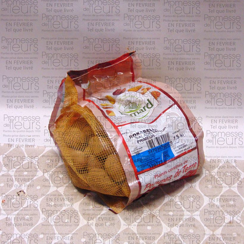 Voorbeeld van een exemplaar van Aardappel Rosabelle Stuk kaliber 25/40 mm zoals geleverd